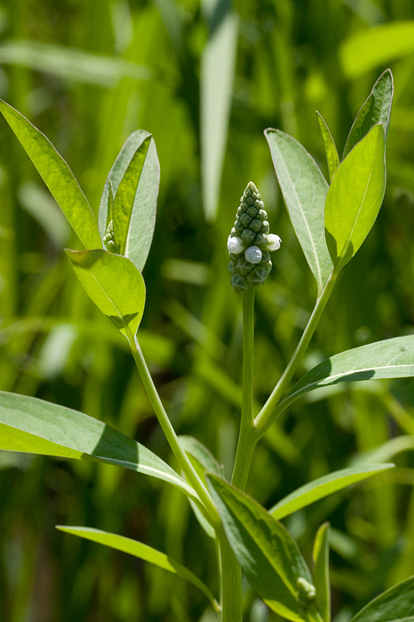 Sphenoclea zeylanica